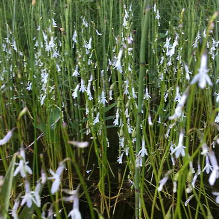 Feriehus Lobelia
